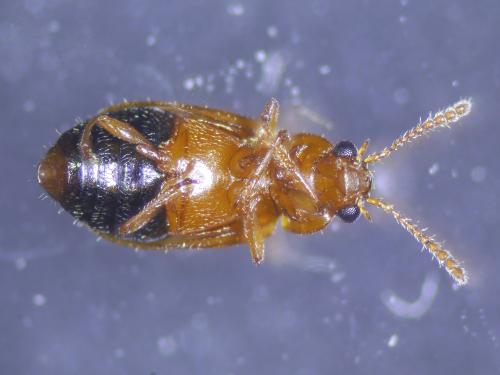 Réf. 348 895 : Eusphalerum pallens